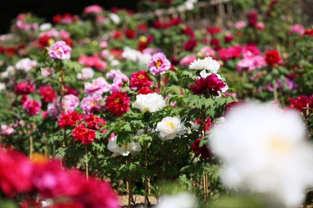 Foto, materiell, befreit, Landschaft, Bild, hat Foto auf Lager,Die Pfingstrose von Hase-dera Temple, Pfingstrose, Knopf, , Mitera der Blume