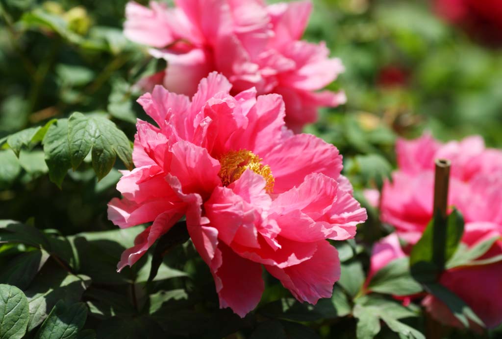 photo,material,free,landscape,picture,stock photo,Creative Commons,The peony of Hase-dera Temple, peony, button, , Mitera of the flower