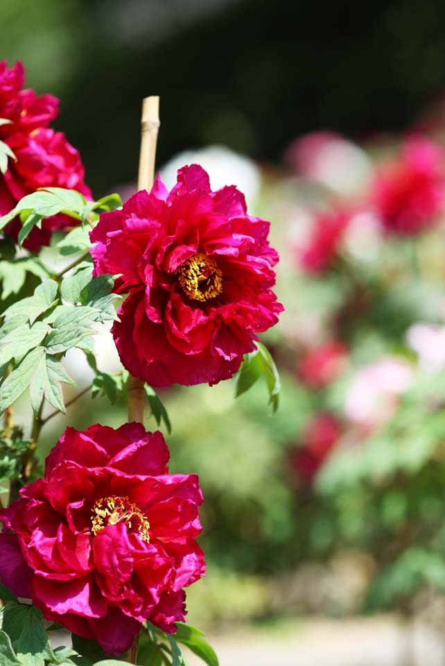 photo,material,free,landscape,picture,stock photo,Creative Commons,The peony of Hase-dera Temple, peony, button, , Mitera of the flower