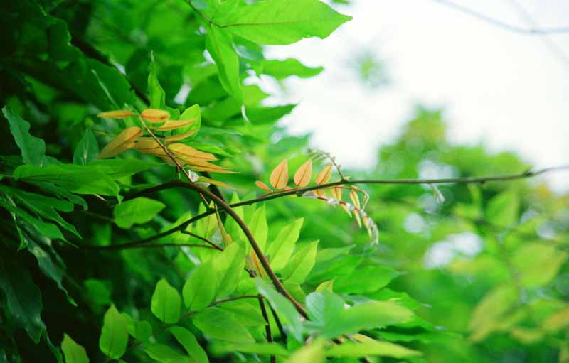 photo, la matire, libre, amnage, dcrivez, photo de la rserve,Plante grimpante de la glycine croissante, vert, vert tendre, , 