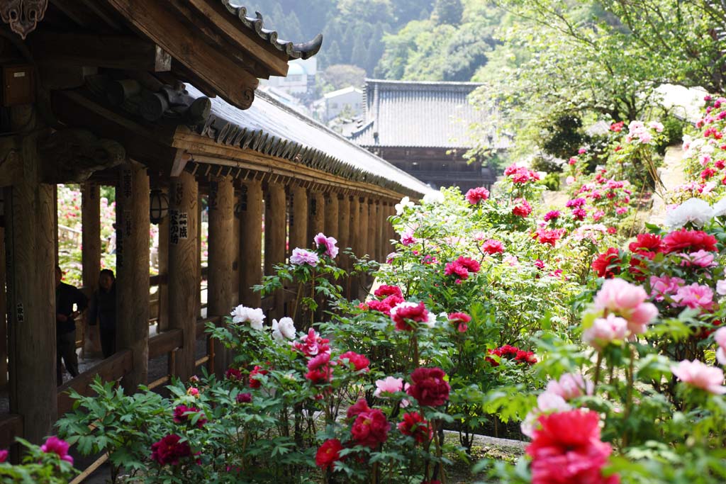 photo,material,free,landscape,picture,stock photo,Creative Commons,The up corridor of Hase-dera Temple, corridor, Stairs, worshiper, Mitera of the flower