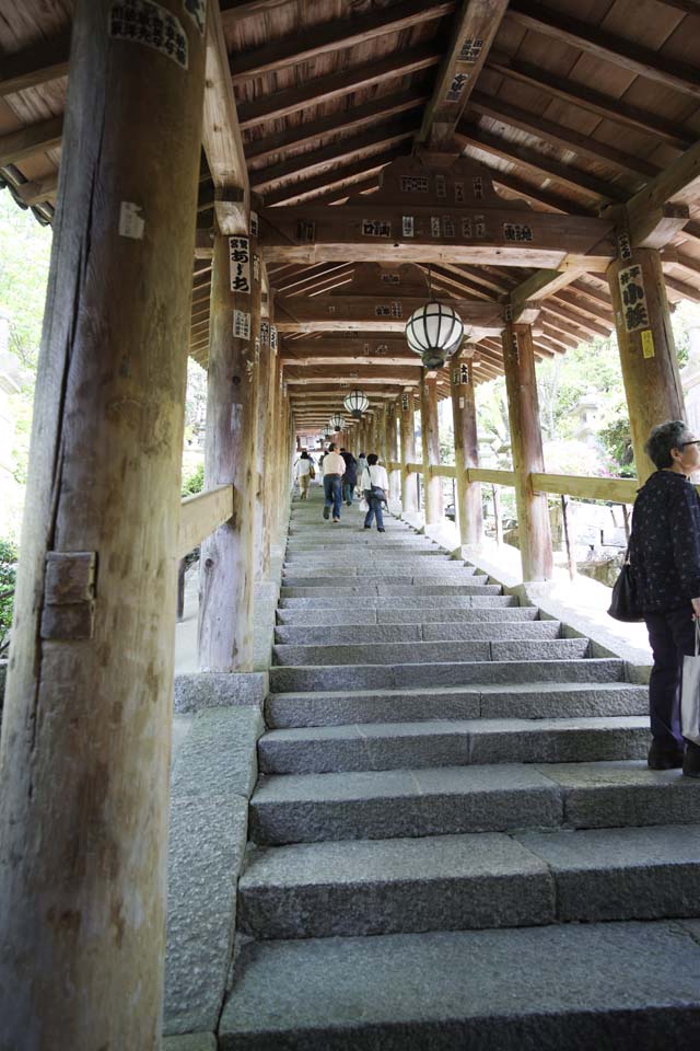 fotografia, materiale, libero il panorama, dipinga, fotografia di scorta,Il su corridoio di Tempio di Hase-dera, corridoio, Gradini, adoratore, Mitera del fiore