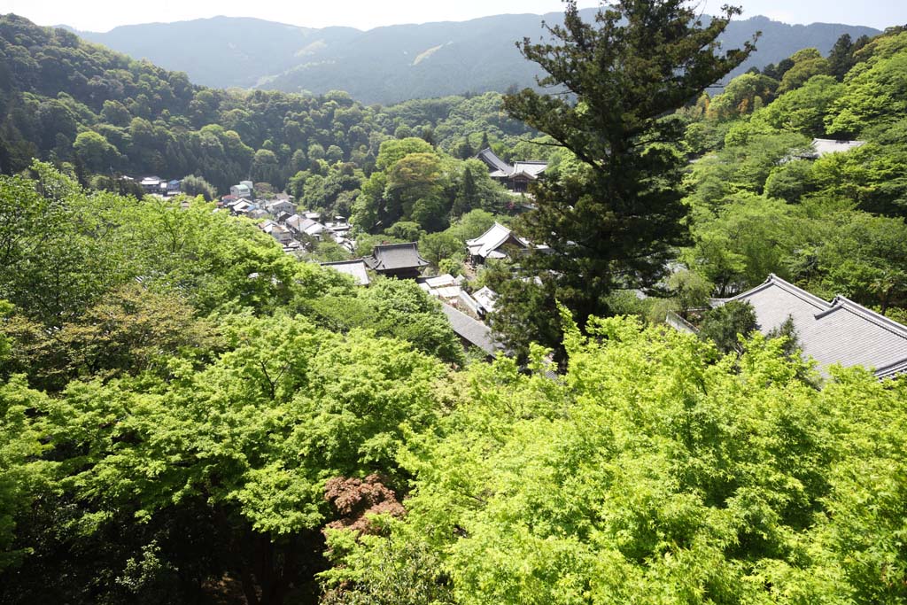 Foto, materiell, befreit, Landschaft, Bild, hat Foto auf Lager,Es ist Landschaft von der Phase uerer Hase-dera Temple, Das frische Grn, Zeder, Chaitya, Mitera der Blume