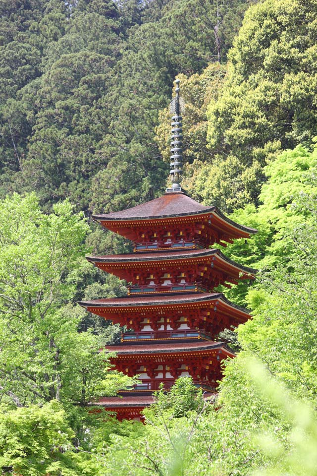 photo, la matire, libre, amnage, dcrivez, photo de la rserve,Cinq pagode Storeyed de temple Hase-dera, Je suis peint en rouge, btiment en bois, Chaitya, Mitera de la fleur