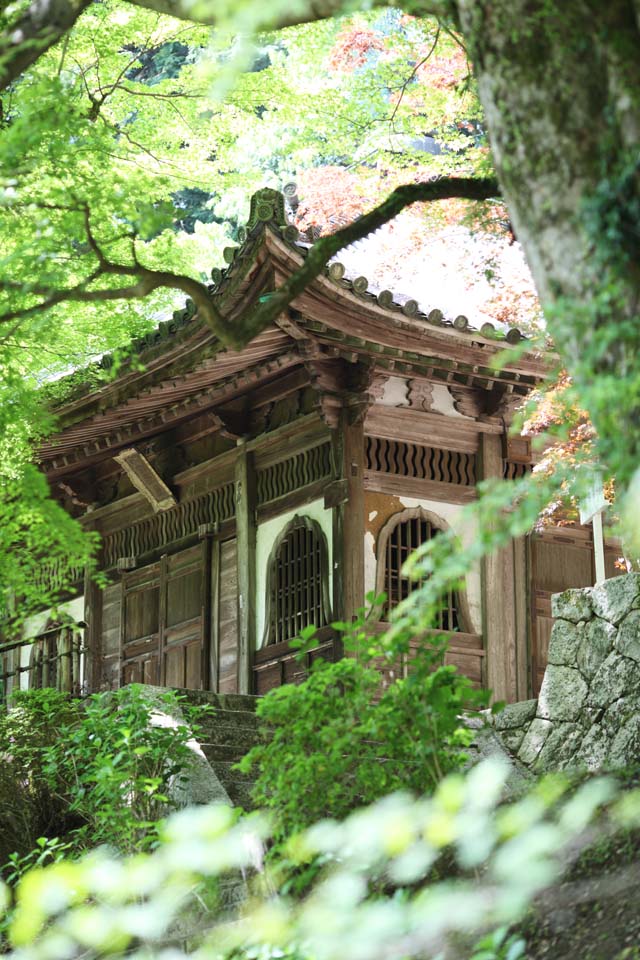 Foto, materieel, vrij, landschap, schilderstuk, bevoorraden foto,Het heiligdom bij wie de afbeelding van de oprichter wordt in van Hase-dera Tempel geinstalleerd, Bloemhoofdje venster, Van hout gebouw, Chaitya, Mitera van de bloem