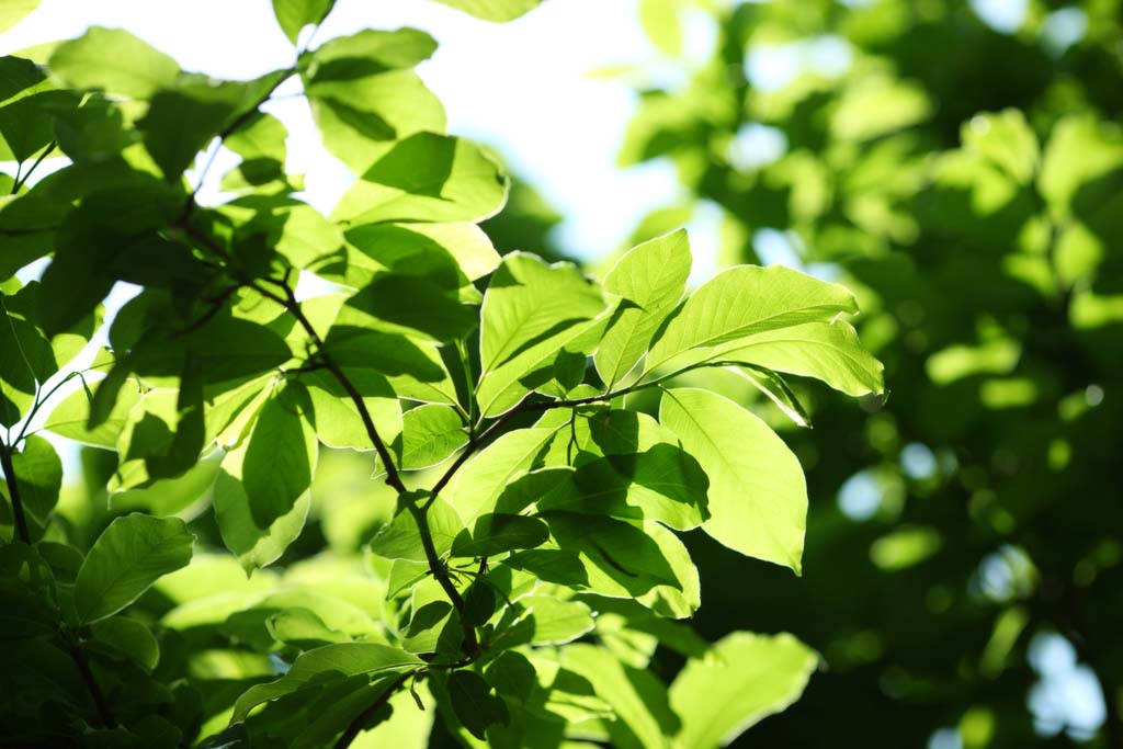 Foto, materieel, vrij, landschap, schilderstuk, bevoorraden foto,Het seizoen van ht vers groen, Vroege zomer, Knop, Ht vers groen, Vel