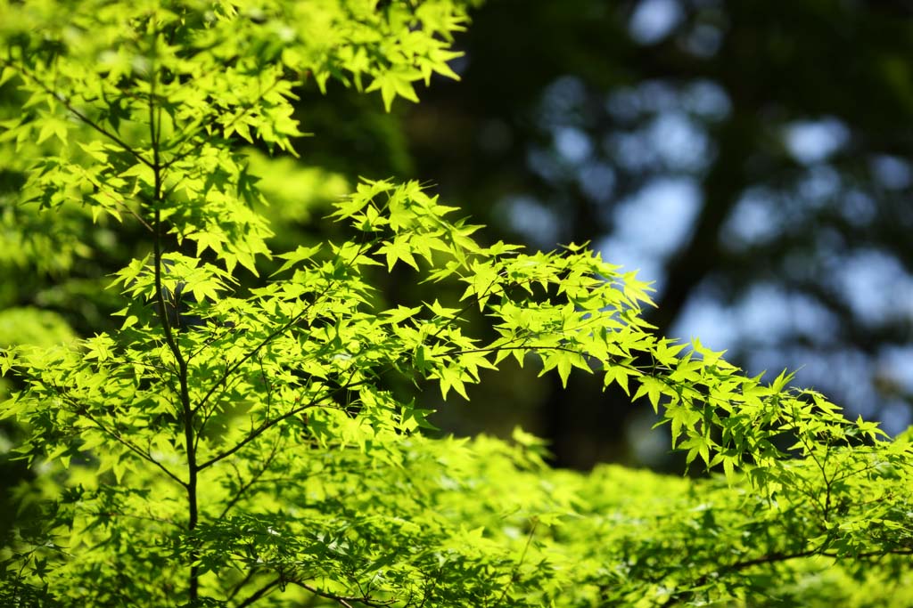 Foto, materieel, vrij, landschap, schilderstuk, bevoorraden foto,Het seizoen van ht vers groen, Vroege zomer, Knop, Ht vers groen, Vel