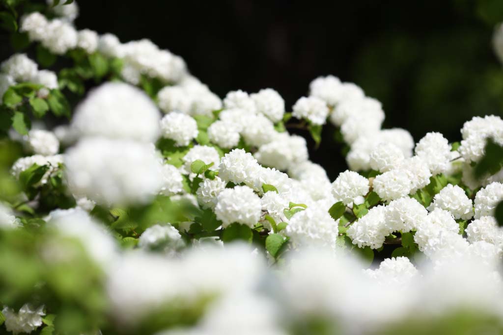 photo,material,free,landscape,picture,stock photo,Creative Commons,Mari Ode, Mari Ode, , playing with a ball hitting with the hand flower, 