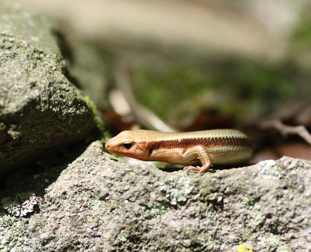 Foto, materieel, vrij, landschap, schilderstuk, bevoorraden foto,Een Japanse hagedis, Kana slang, Hagedis, , Kleine beest