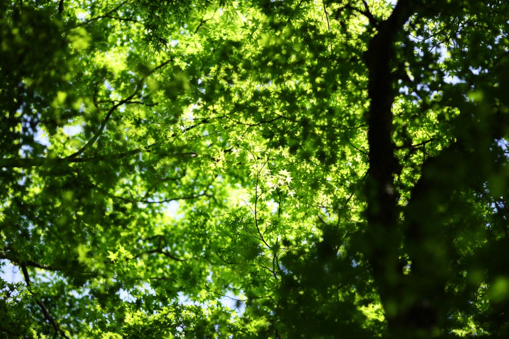 photo,material,free,landscape,picture,stock photo,Creative Commons,The season of the fresh green, Early summer, bud, The fresh green, leaf