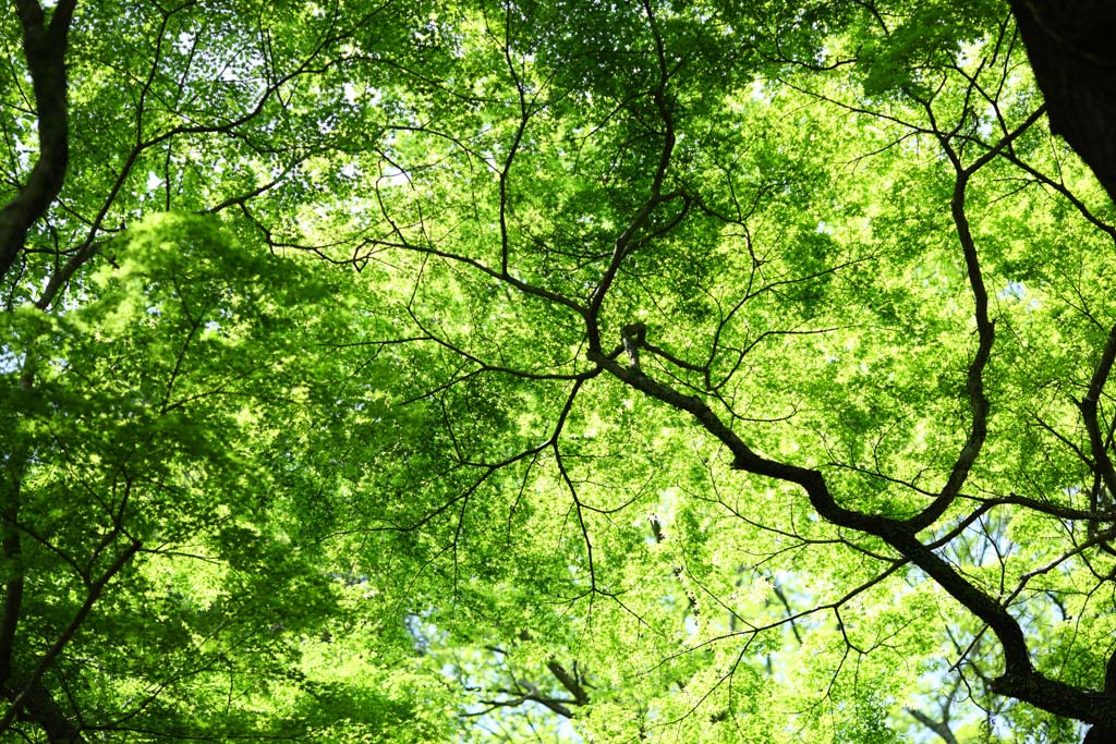 Foto, materieel, vrij, landschap, schilderstuk, bevoorraden foto,Het seizoen van ht vers groen, Vroege zomer, Knop, Ht vers groen, Vel