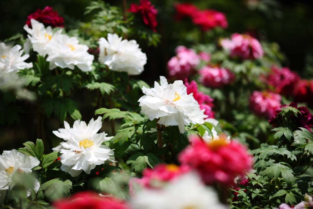 photo, la matire, libre, amnage, dcrivez, photo de la rserve,La pivoine de Temple Hase-dera, pivoine, bouton, , Mitera de la fleur