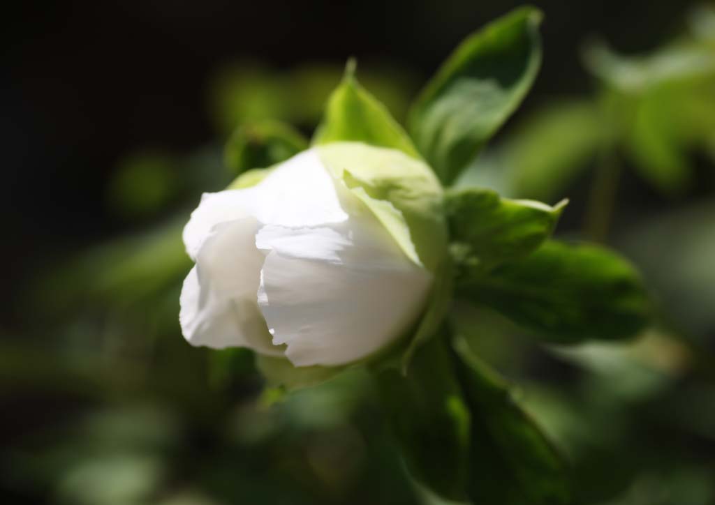 photo, la matire, libre, amnage, dcrivez, photo de la rserve,La pivoine de Temple Hase-dera, pivoine, bouton, , bourgeon