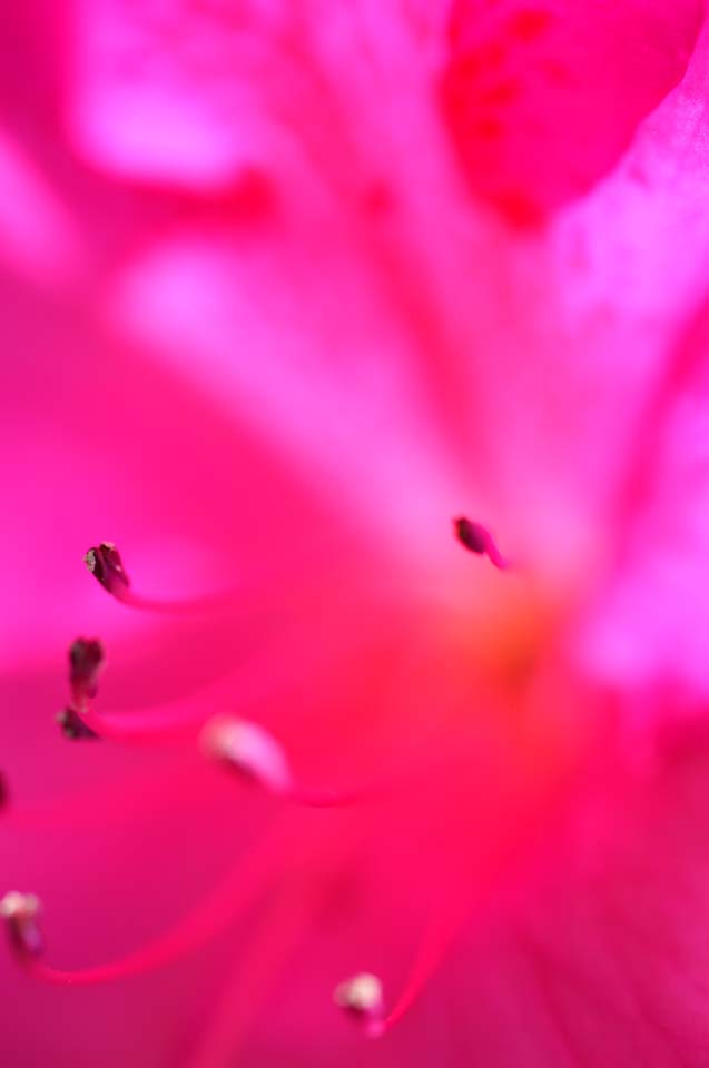 fotografia, materiale, libero il panorama, dipinga, fotografia di scorta,Luminosit colore rosa, Un'azalea, fantasia, colore, 