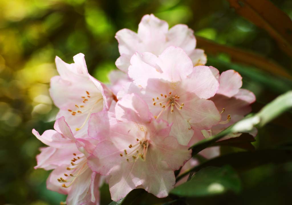 Foto, materiell, befreit, Landschaft, Bild, hat Foto auf Lager,Ein Rhododendron, , Eine Azalee, Ich bin prchtig, Masami