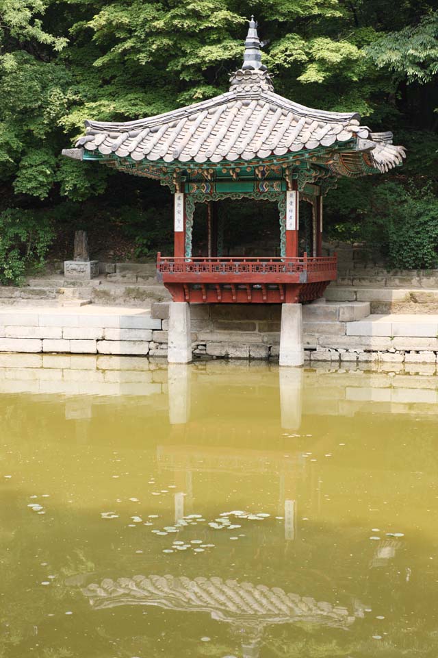 photo,material,free,landscape,picture,stock photo,Creative Commons,The love lotus bower of the edge of love Hasuike, The Imperial Court architecture, I am wooden, pond, world heritage