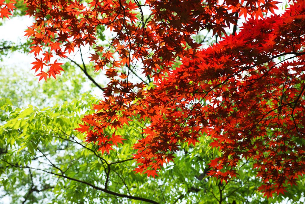 photo, la matire, libre, amnage, dcrivez, photo de la rserve,Les feuilles colores rouges du commencement de l't, rable, Rouge, Dans le printemps, Je deviens rouge et jaune