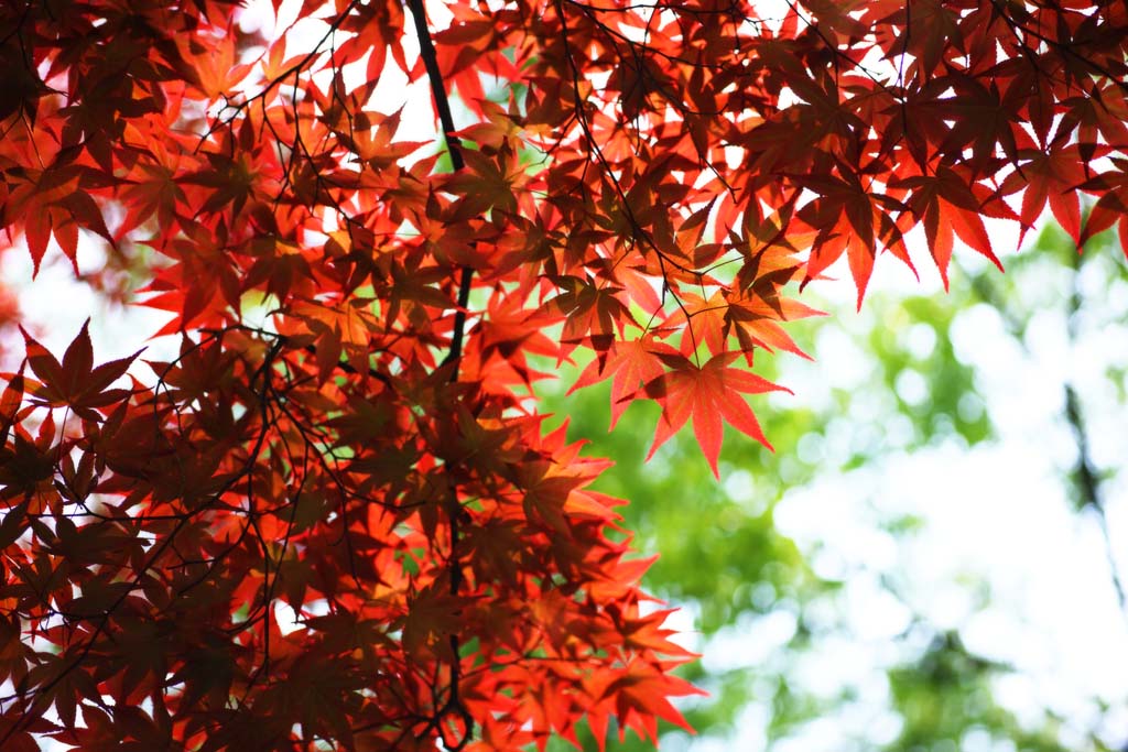 photo, la matire, libre, amnage, dcrivez, photo de la rserve,Les feuilles colores rouges du commencement de l't, rable, Rouge, Dans le printemps, Je deviens rouge et jaune