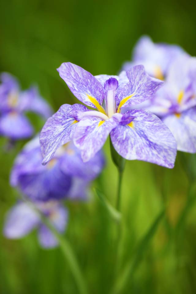 fotografia, materiale, libero il panorama, dipinga, fotografia di scorta,Un iride, drammi di fiore, bandiera blu, Un iride, Oh, fermata