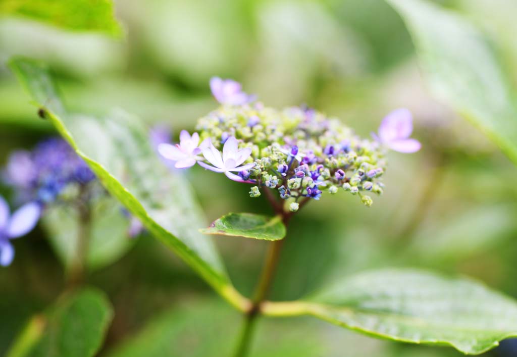 Foto, materiell, befreit, Landschaft, Bild, hat Foto auf Lager,Hortensie macrophylla, Hortensie, , , Die regnerische Jahreszeit