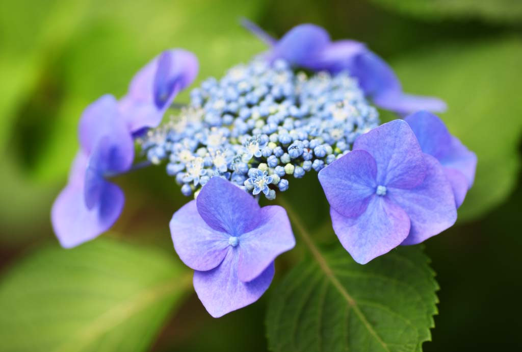 Foto, materieel, vrij, landschap, schilderstuk, bevoorraden foto,Hydrangea macrophylla, Hydrangea, , , De regentijd