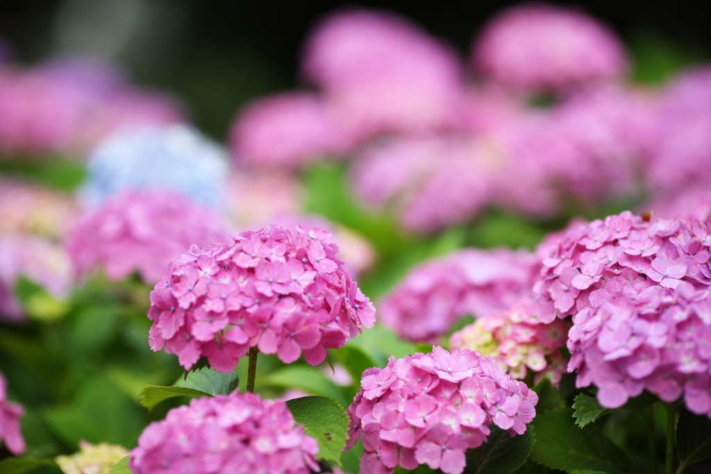 photo,material,free,landscape,picture,stock photo,Creative Commons,Say Yaw hydrangea, hydrangea, , , The rainy season