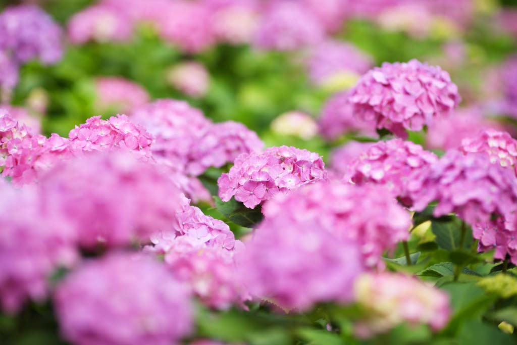 Foto, materieel, vrij, landschap, schilderstuk, bevoorraden foto,Zeg Zigzagen hydrangea, Hydrangea, , , De regentijd