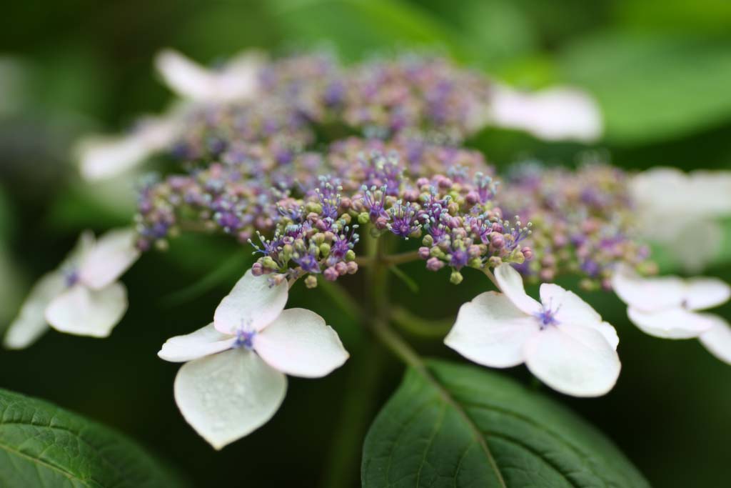 fotografia, material, livra, ajardine, imagine, proveja fotografia,Macrophylla de hortnsia, hortnsia, , , A estao chuvosa