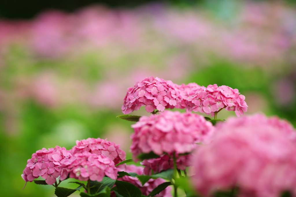 photo, la matire, libre, amnage, dcrivez, photo de la rserve,Dites l'hortensia de l'Embarde, hortensia, , , La saison pluvieuse