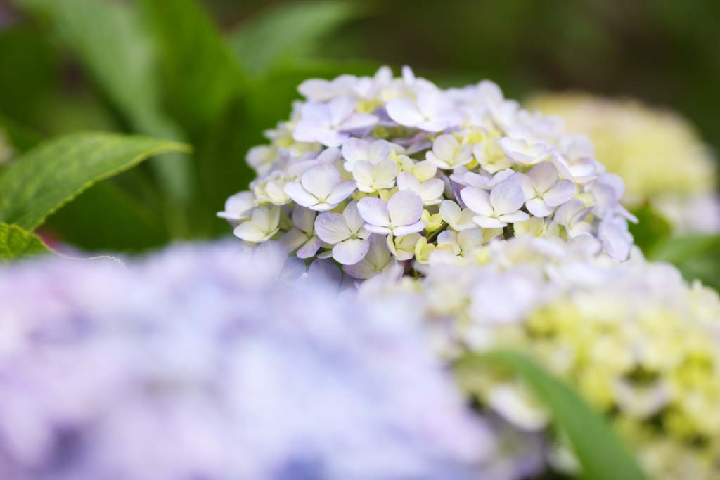 foto,tela,gratis,paisaje,fotografa,idea,Say Yaw hydrangea, Hydrangea, , , La estacin lluviosa