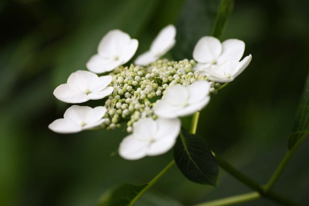 Foto, materieel, vrij, landschap, schilderstuk, bevoorraden foto,Hydrangea macrophylla, Hydrangea, , , De regentijd