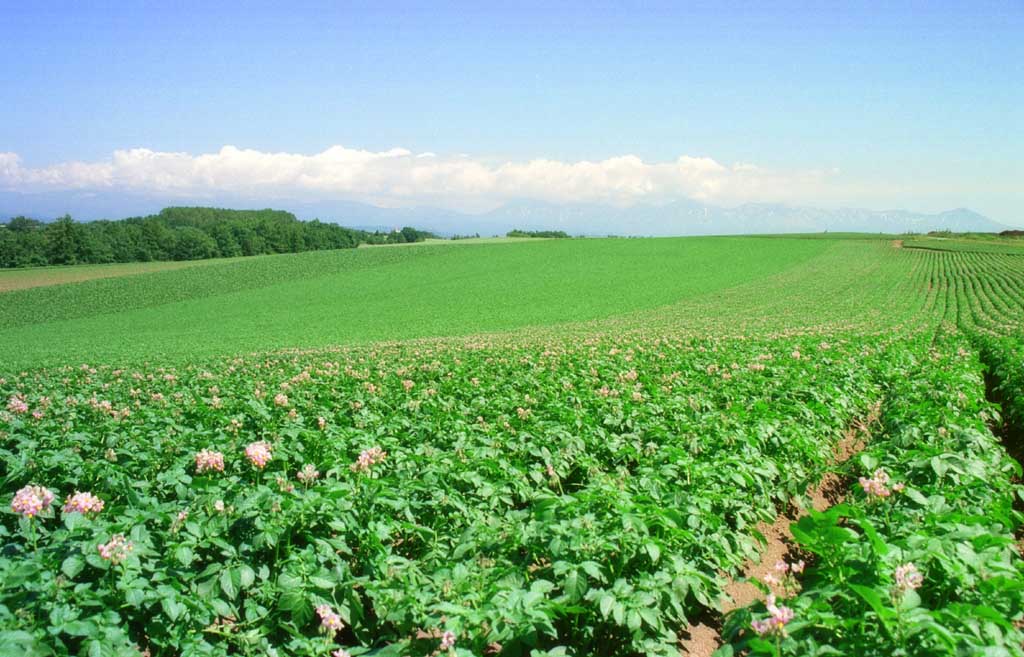 photo,material,free,landscape,picture,stock photo,Creative Commons,Perpetual potato field, cloud, field, green, blue sky