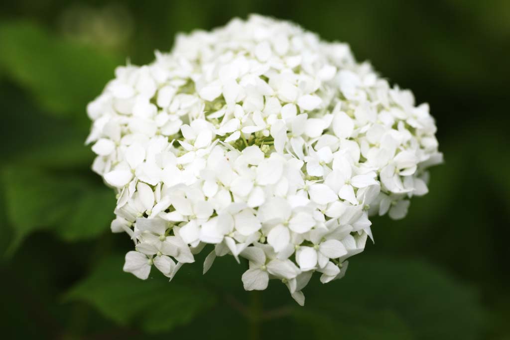 photo,material,free,landscape,picture,stock photo,Creative Commons,Say Yaw hydrangea, hydrangea, , , The rainy season