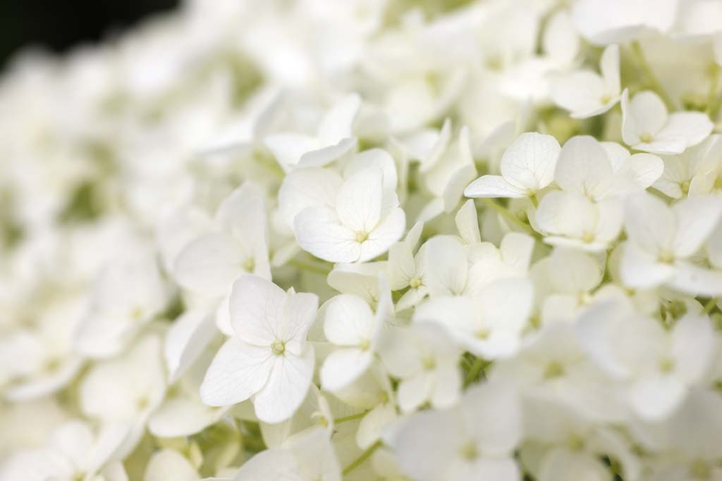 foto,tela,gratis,paisaje,fotografa,idea,Say Yaw hydrangea, Hydrangea, , , La estacin lluviosa