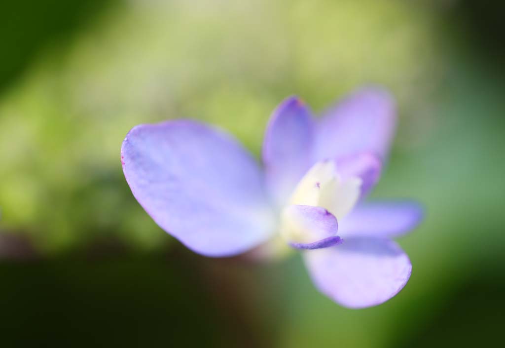 Foto, materieel, vrij, landschap, schilderstuk, bevoorraden foto,Hydrangea macrophylla, Hydrangea, , , De regentijd