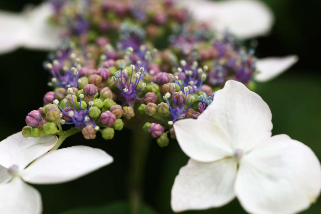 foto,tela,gratis,paisaje,fotografa,idea,Hydrangea macrophylla, Hydrangea, , , La estacin lluviosa