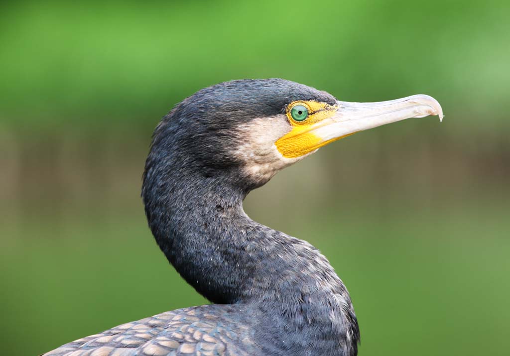 photo,material,free,landscape,picture,stock photo,Creative Commons,A common cormorant, cormorant, , , bill