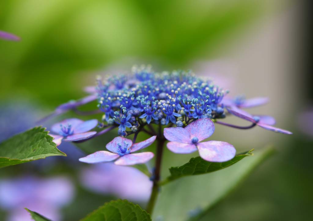 Foto, materiell, befreit, Landschaft, Bild, hat Foto auf Lager,Hortensie macrophylla, Hortensie, , , Die regnerische Jahreszeit