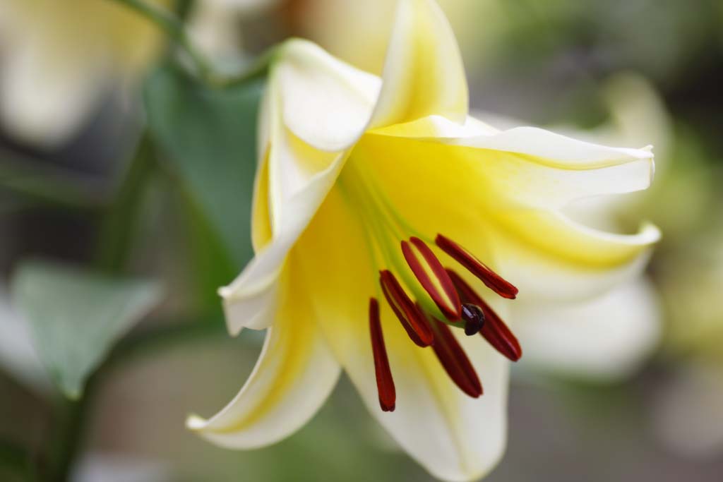 photo,material,free,landscape,picture,stock photo,Creative Commons,Casablanca, lily, , , Pollen