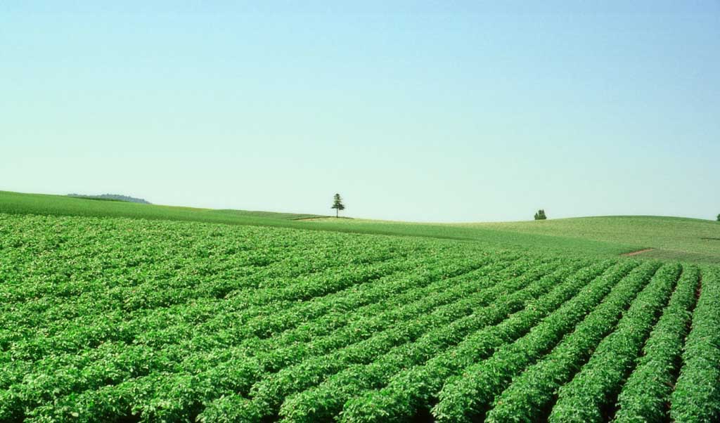 photo,material,free,landscape,picture,stock photo,Creative Commons,Standing in the filed, tree, field, green, blue sky