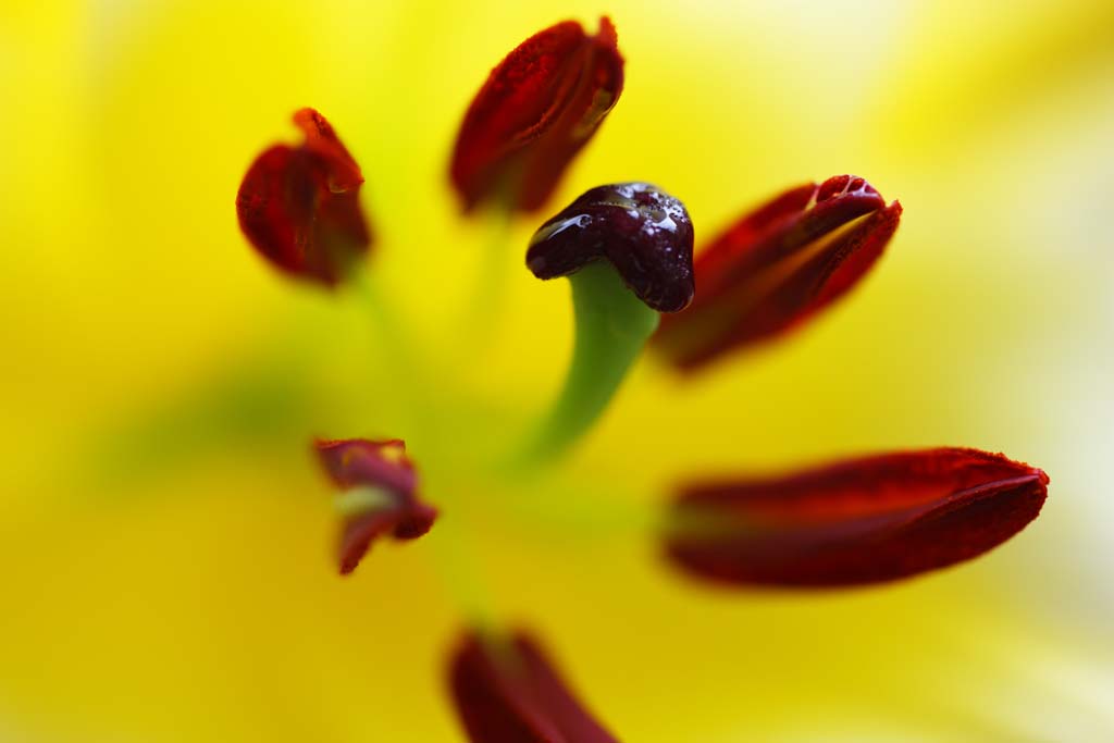 photo,material,free,landscape,picture,stock photo,Creative Commons,Casablanca, lily, , , Pollen