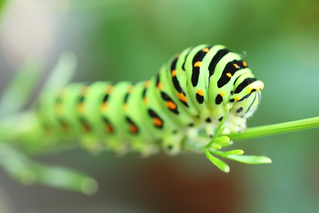 Foto, materieel, vrij, landschap, schilderstuk, bevoorraden foto,De larve van ht gemeenschappelijk geel swallowtail, Vlinder, , Groene rups, 