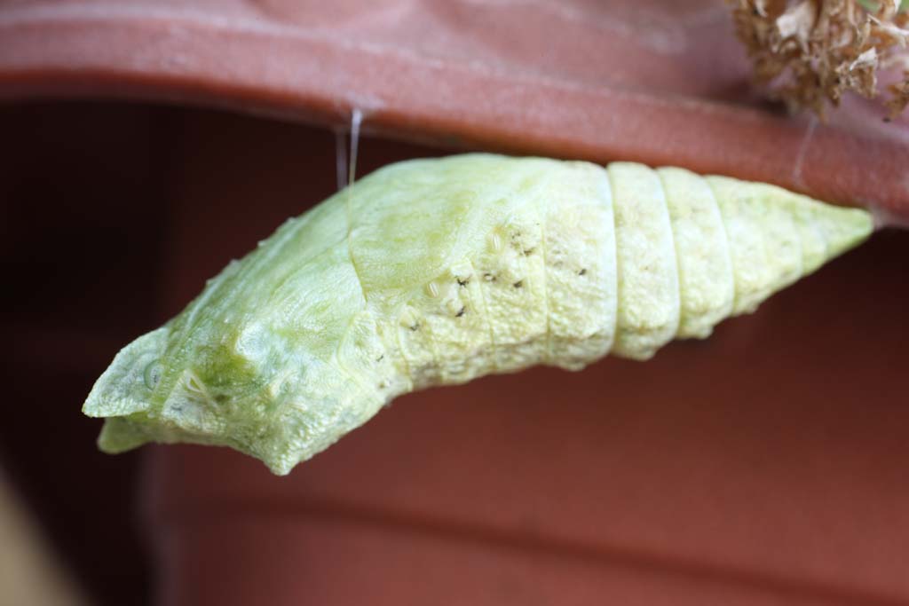 Foto, materieel, vrij, landschap, schilderstuk, bevoorraden foto,Ht pupa van ht gemeenschappelijk geel swallowtail, Vlinder, , Pupa, 