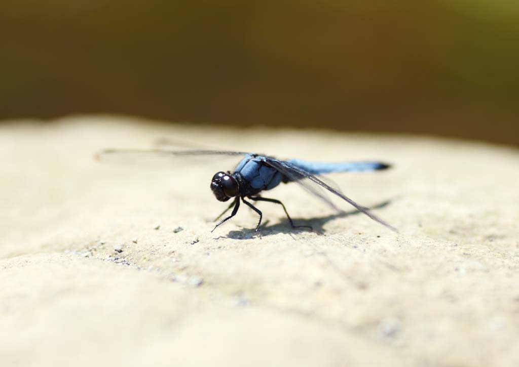 Foto, materiell, befreit, Landschaft, Bild, hat Foto auf Lager,Libelle, Libelle, , Znden Sie blau an, Feder