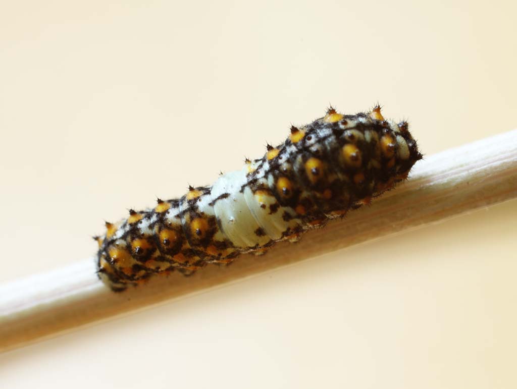 , , , , ,  .,larva   swallowtail, , ,  , 