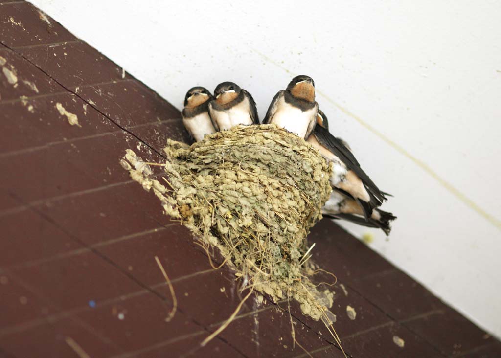 photo,material,free,landscape,picture,stock photo,Creative Commons,The young bird of the swallow, swallow, , , nest