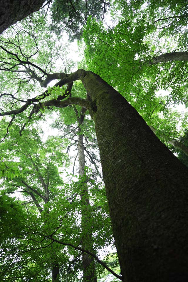 photo, la matire, libre, amnage, dcrivez, photo de la rserve,Un arbre de Mt. Takao, L'aboiement, Mousse, chemin de branche, fort