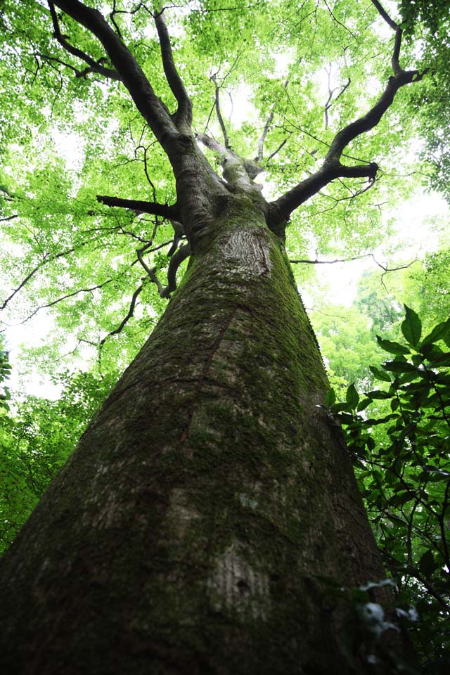 Foto, materiell, befreit, Landschaft, Bild, hat Foto auf Lager,Ein Baum von Mt. Takao, Die Rinde, Moos, Weg des Zweiges, Wald