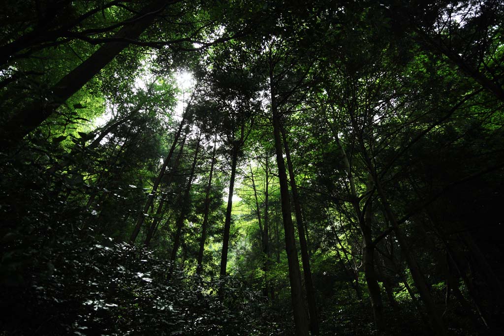 foto,tela,gratis,paisaje,fotografa,idea,Un rbol de monte. Takao, La corteza, Moss, Manera de la seccin, Bosque