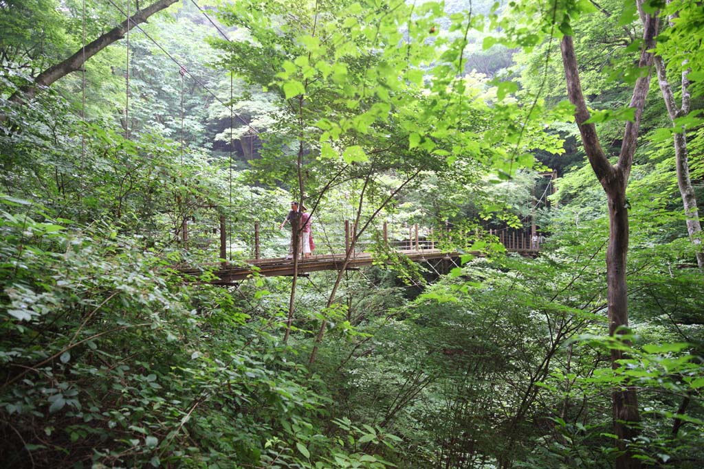 photo,material,free,landscape,picture,stock photo,Creative Commons,A bascule bridge of Mt. Takao, suspension bridge, wire, forest, Hiking